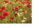 Poppies on Earth - Mr Strange