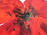 Klatschmohn #1