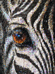 Oculus Zebra