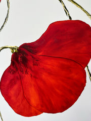 Coquelicot #2