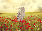 Poppies on Earth - Mr Strange