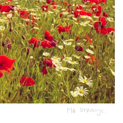 Poppies on Earth - Mr Strange